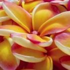 Plumeria rubra Rei Rainbow Frangipani - Wachsblume Samen