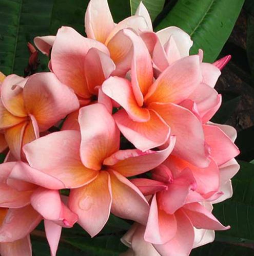 Plumeria rubra Salmon Pink Frangipani seeds