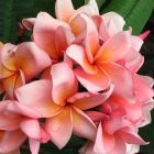 Plumeria rubra Salmon Pink  semi