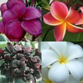 Plumeria rubra mixed colours Frangipani seeds