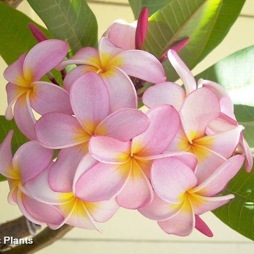 Plumeria rubra  semillas