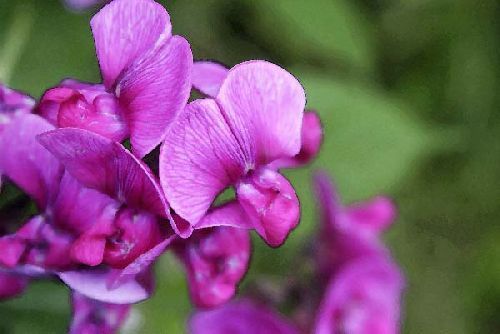 Podalyria calyptrata tree sweet pea seeds