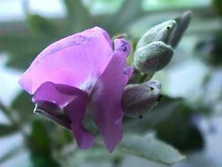 Podalyria calyptrata tree sweet pea seeds