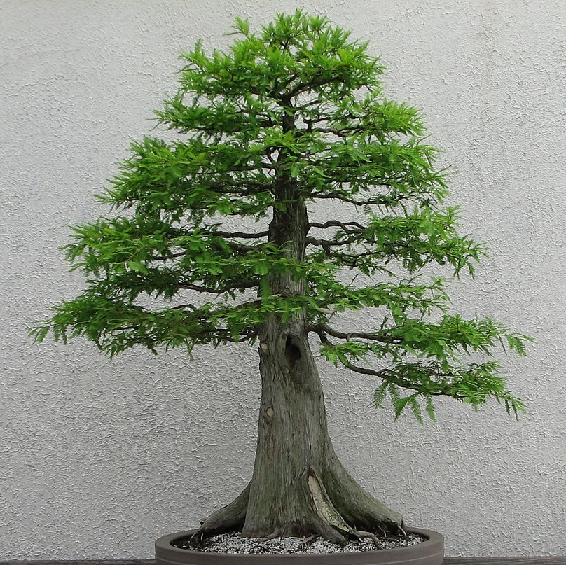 Podocarpus falcatus Outeniqua, Yellowwod semi