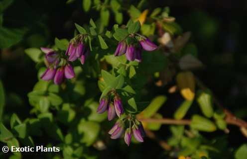 Polygala fruticosa Petite Butterfly seeds