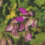 Polygala fruticosa  semillas