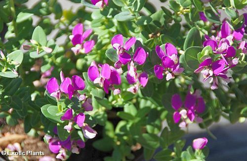 Polygala virgata Purple broom seeds