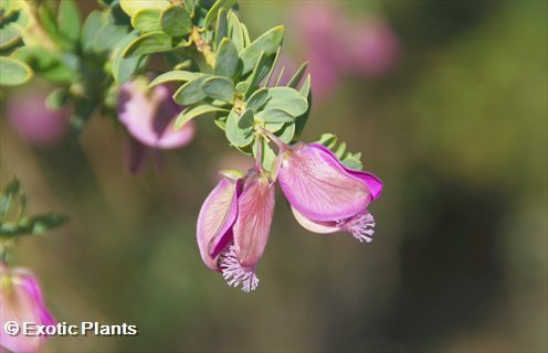 Polygala virgata Purple broom seeds