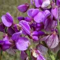 Polygala virgata