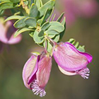 Polygala virgata escoba p?rpura semillas