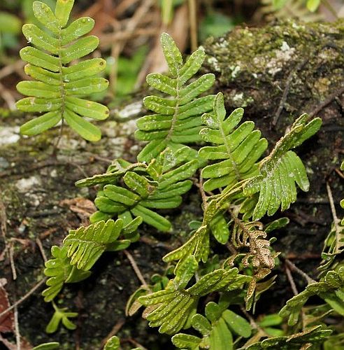 Polypodium thyssanolepis Spotted Fern seeds