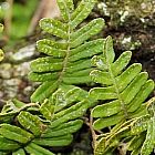 Polypodium thyssanolepis Foug?re ponctu?e graines