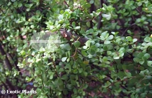 Portulacaria affra elephant bush seeds