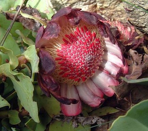 Protea amplexicaulis Clasping-leaf Sugarbush seeds