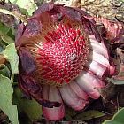 Protea amplexicaulis Zuckerbusch Samen