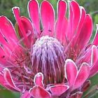 Protea compacta  semillas