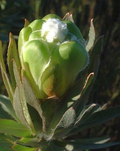 Protea coronata Green Sugarbush seeds