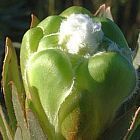 Protea coronata Protea verde semillas