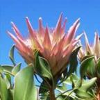 Protea cynaroides K?nigsprotea Samen