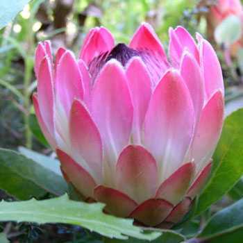 Protea eximia Broadleaf Sugarbush seeds