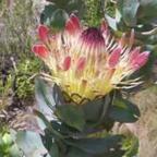 Protea eximia arbusto azucarado de hojas anchas semillas