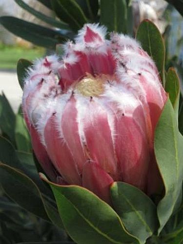 Protea grandiceps Red Sugarbush seeds