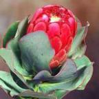 Protea grandiceps arbusto azucarado rojo semillas