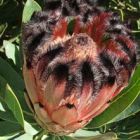 Protea laurifolia  semillas