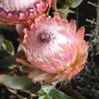 Protea magnifica