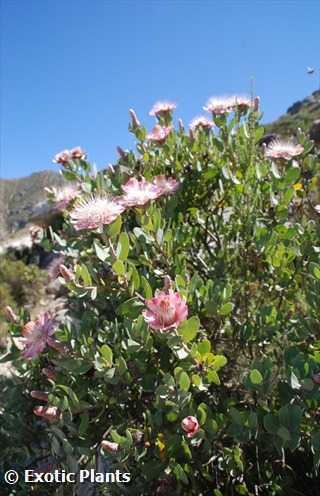 Protea mundii Protea - sugarbush seeds