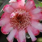 Protea mundii