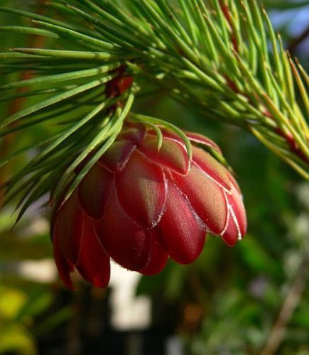 Protea nana Mountain-rose Sugarbush seeds
