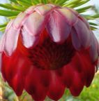 Protea nana Protea graines