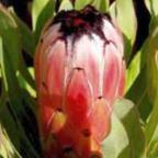 Protea neriifolia Oleander Protea Samen