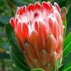 Protea obtusifolia ﻿Протея обоженнолистная cемян