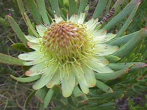 Protea scolymocephala thistle protea seeds
