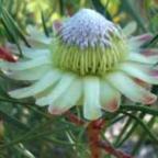 Protea scolymocephala