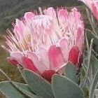 Protea subvestita