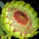 Protea sulphurea  semi