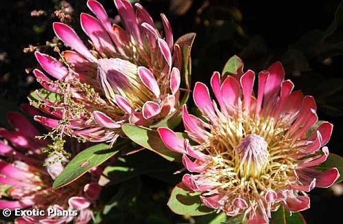 Protea susannae Protea - sugarbush seeds