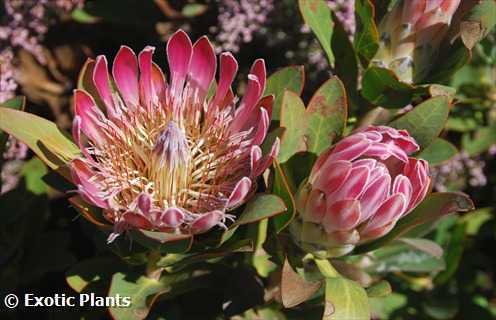 Protea susannae Protea - sugarbush seeds