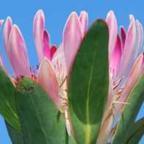 Protea susannae Protea - Zuckerbusch Samen
