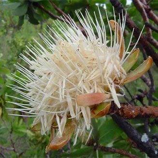 Protea welwitschii Cluster-Head Sugarbush - Dwarf savanna sugarbush seeds