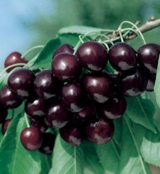 Prunus serotina subsp. serotina Black Cherry seeds