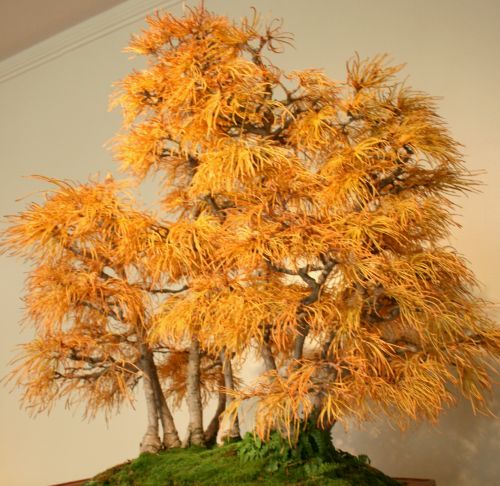 Pseudolarix amabilis Golden Larch - Bonsai seeds