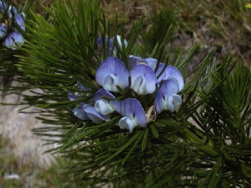 Psoralea pinnata Fountain bush seeds