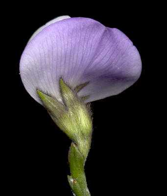 Psoralea pinnata Fountain bush seeds