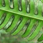 Pteris biaurita felce semi