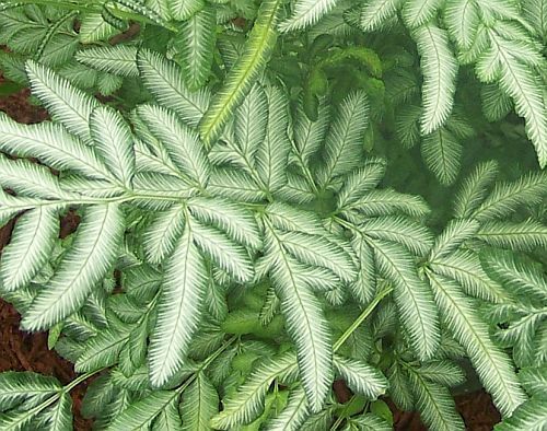 Pteris ensiformis silver lace fern - sword brake fern seeds