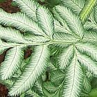 Pteris ensiformis  cемян